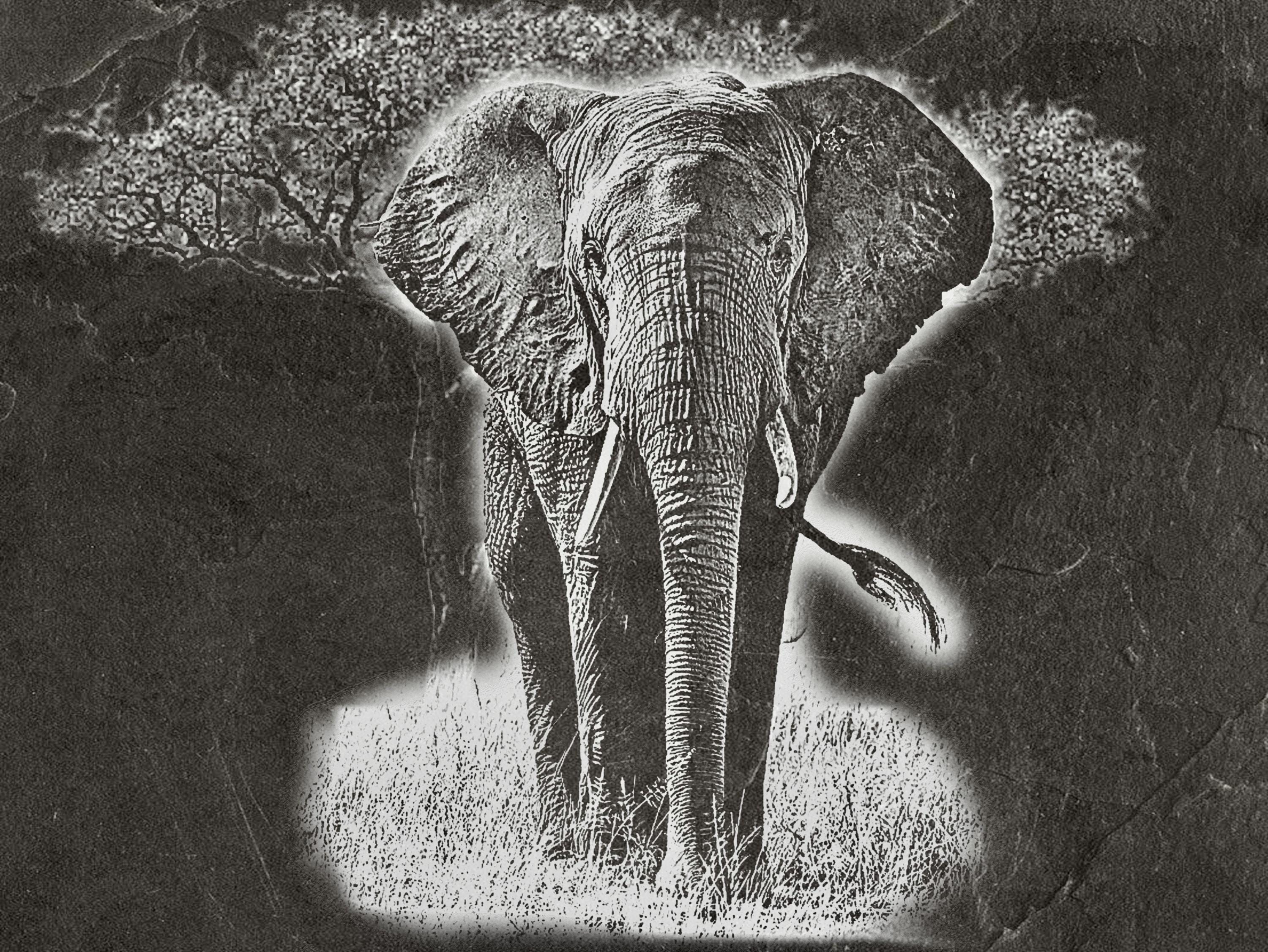 Elephant in Savannah 8  PNG files | Laser Engraving File | Wildlife Digital Download | Slate Engraving Design