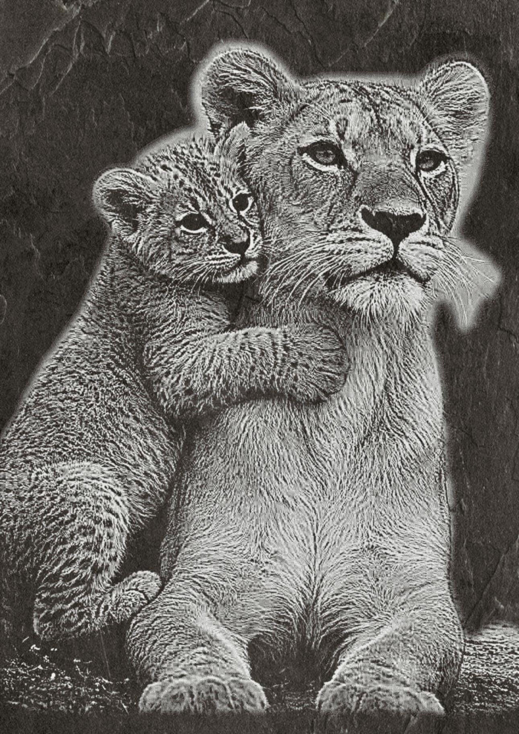 Lion Family PNG Set – 5 Images | Lion, Lioness & Cubs | Wildlife Laser Engraving | Digital Download