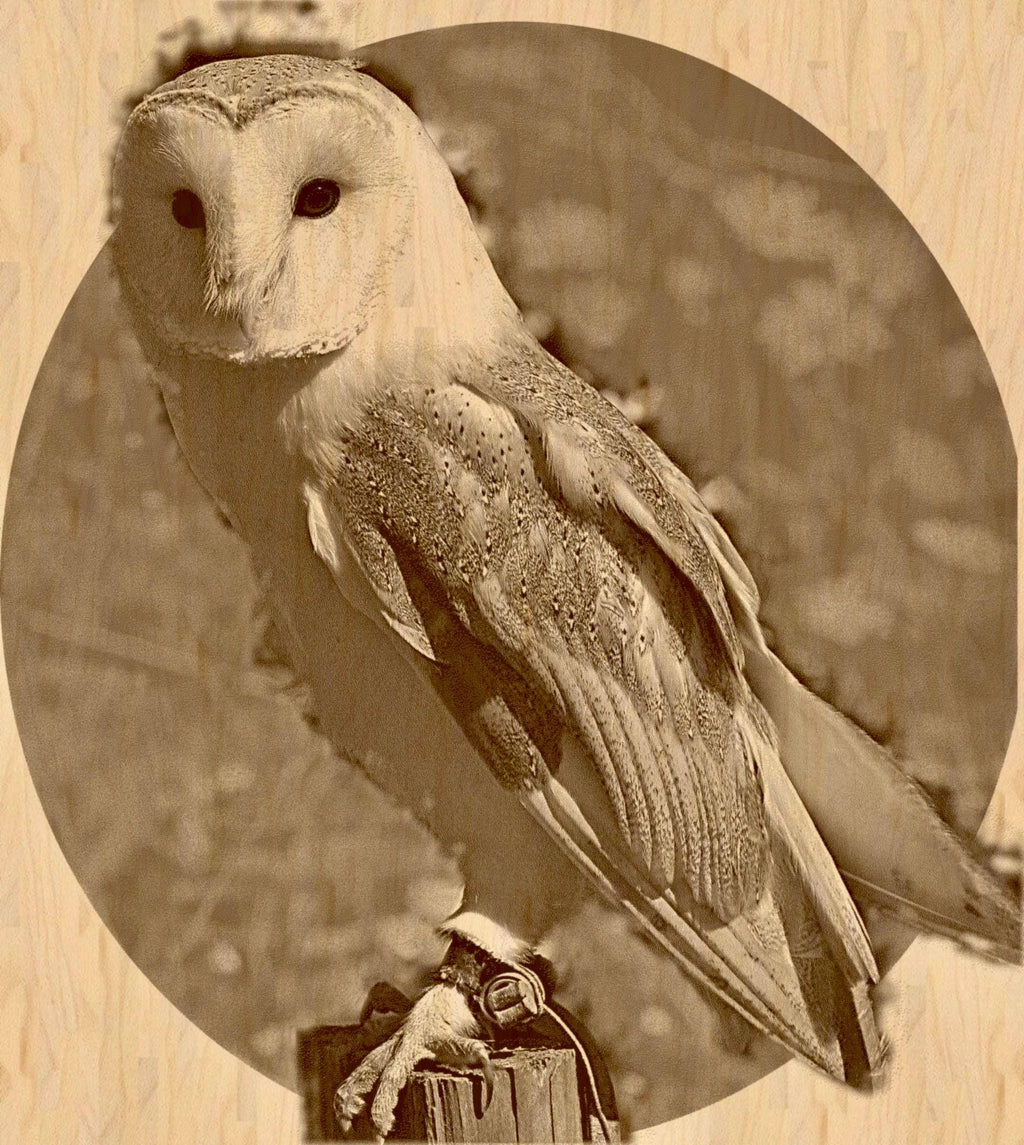 Barn Owl Tyto alba PNG Bundle – 15 png digital files for download. Wildlife Images for Slate, Cork & Birch Wood Engraving