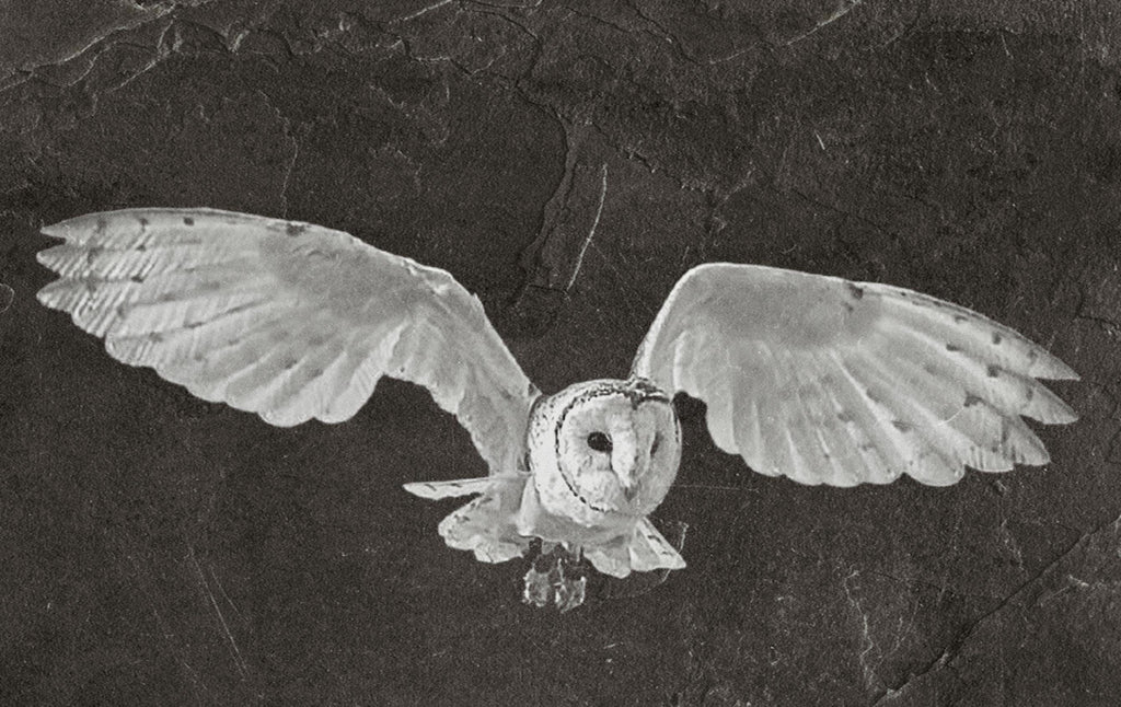 Barn Owl Tyto alba PNG Bundle – 15 png digital files for download. Wildlife Images for Slate, Cork & Birch Wood Engraving