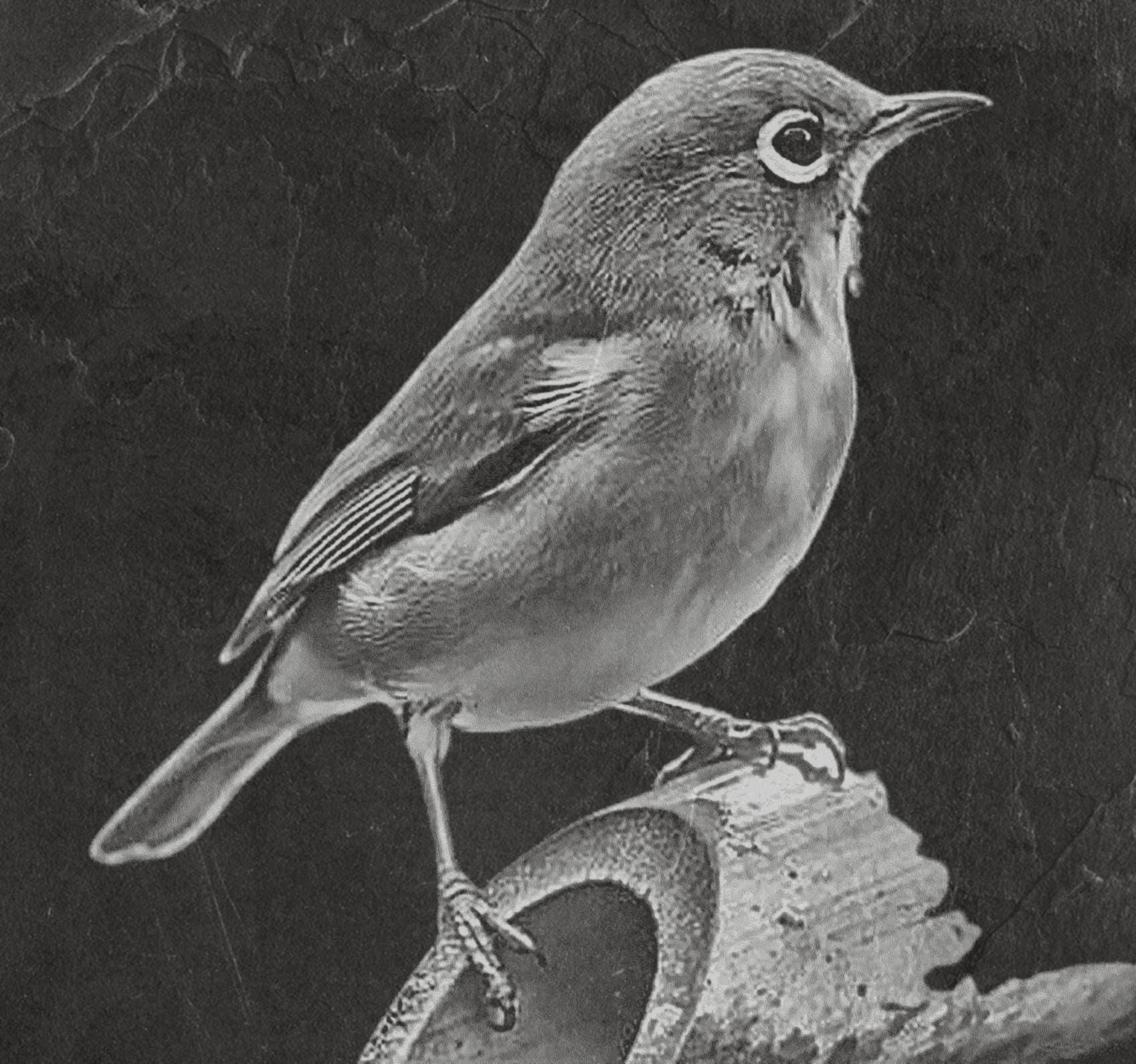 Robin PNG Bundle | European Robin Wildlife Art | 17 PNG Files – 2 ZIP Downloads laser engraving light burn