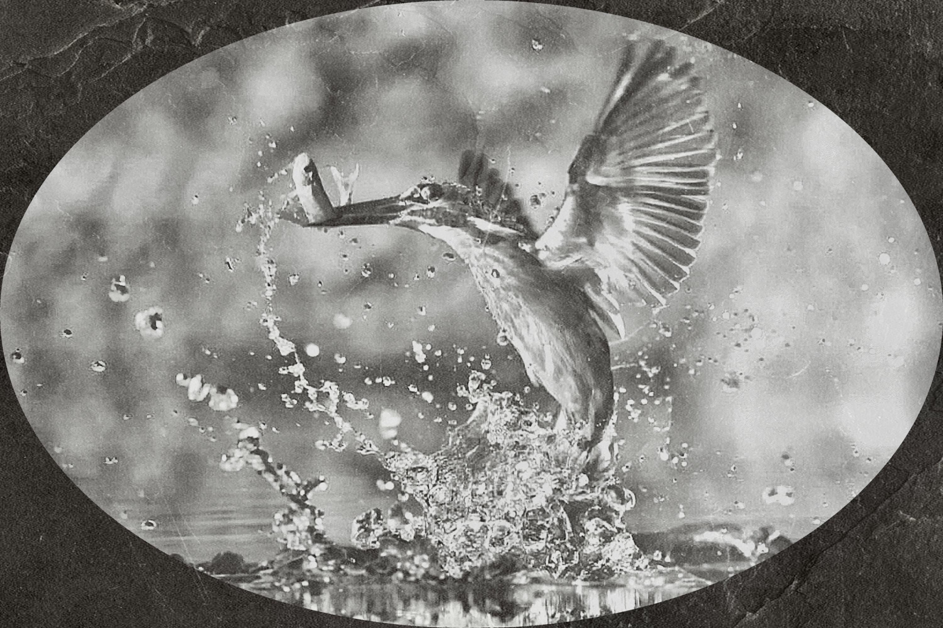 Kingfisher PNG Bundle | Kingfisher in Flight, Perched & Fish Catch | 12 PNG Files – 2 ZIP digital Downloads