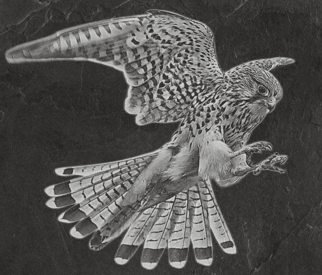 Common Kestrel digital zip download PNG Bundle – Falco tinnunculus in Flight & Perch | 10 png Files one ZIP