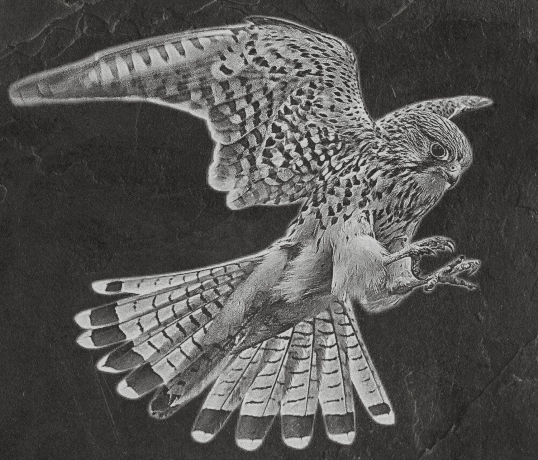 Common Kestrel digital zip download PNG Bundle – Falco tinnunculus in Flight & Perch | 10 png Files one ZIP