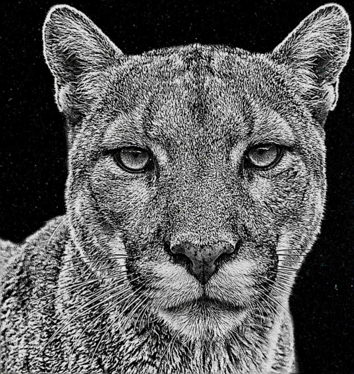 Big Cats Portrait PNG Bundle – Tigers, Cheetah, Puma & Jaguar | 16 Files in 3 ZIPs