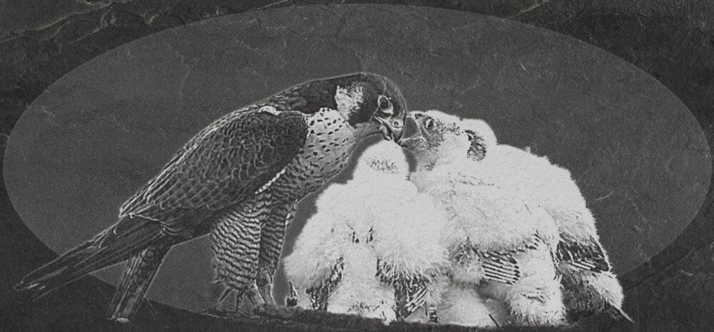 Peregrine Falcon PNG Bundle – Perched, Flying & Nesting with Chicks | 10 Files in 2 ZIPs