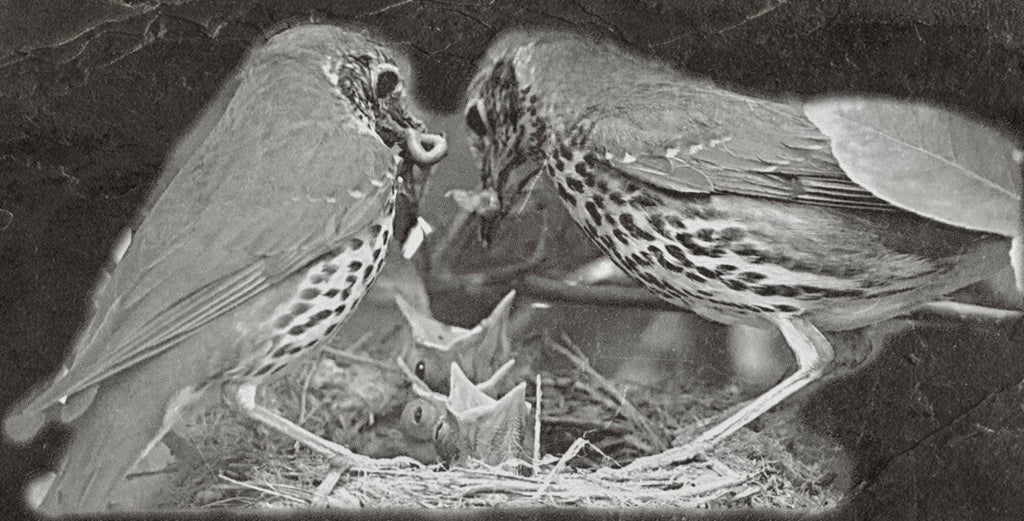 8 PNG files Mistle Thrush Bird PNG Bundle – Nesting, Flying & Woodland Poses | 8 Wildlife Clipart Downloads