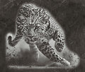Leopard PNG Set – 5 Files | African Safari Wildlife | Laser Engraving Digital Download