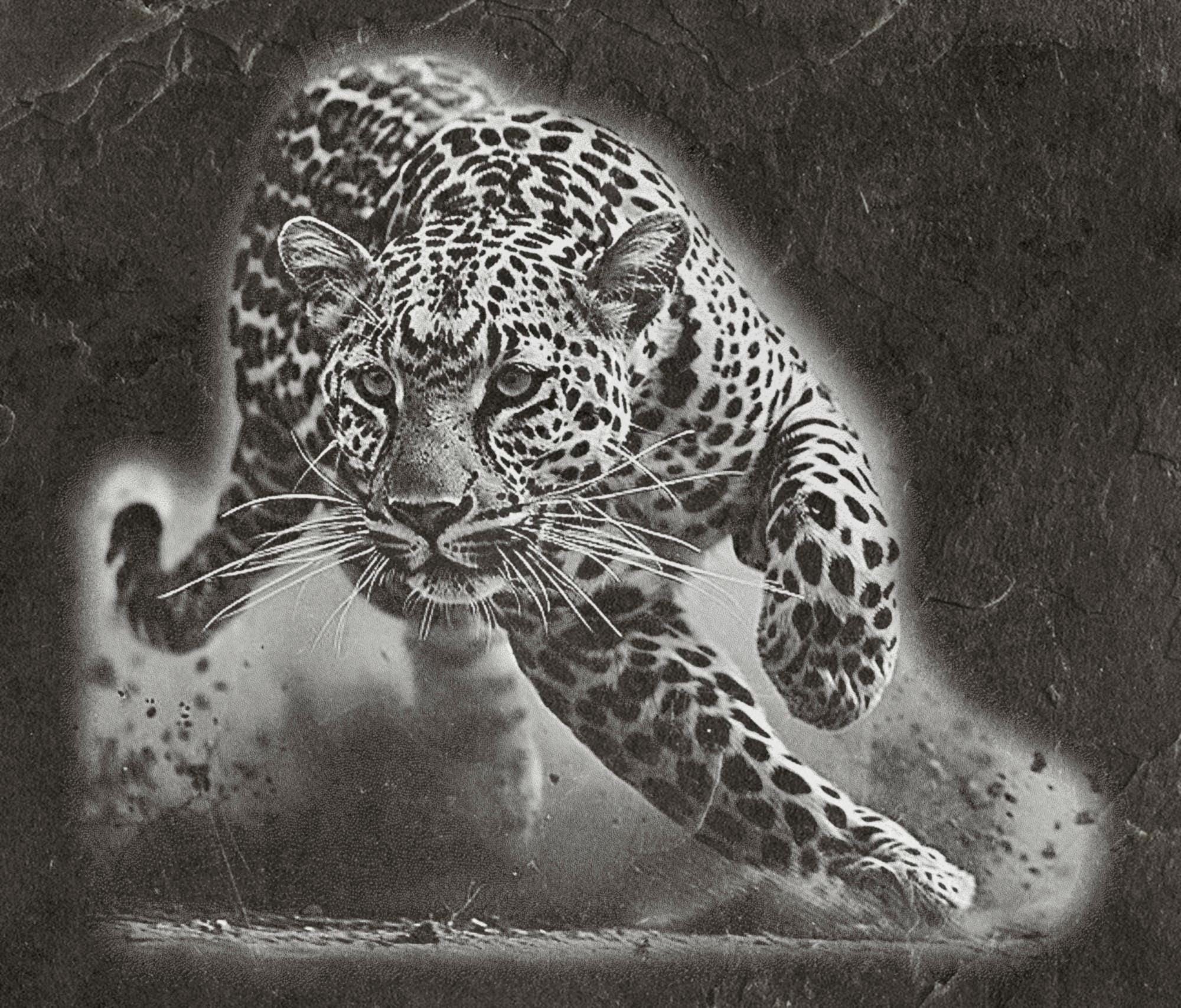 Leopard PNG Set – 5 Files | African Safari Wildlife | Laser Engraving Digital Download