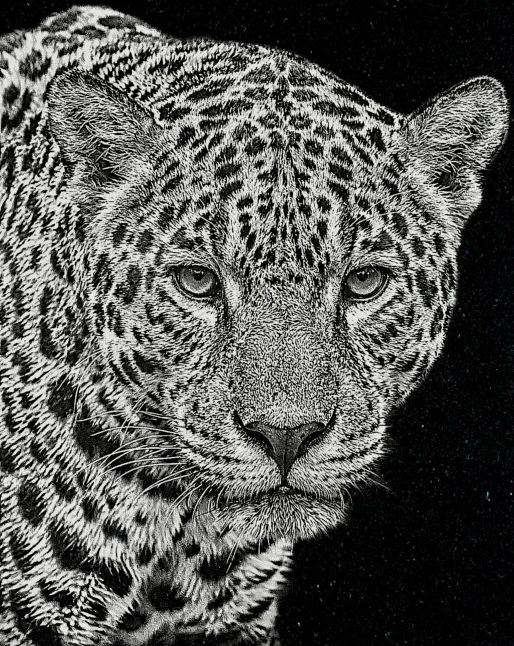 Big Cats Portrait PNG Bundle – Tigers, Cheetah, Puma & Jaguar | 16 Files in 3 ZIPs