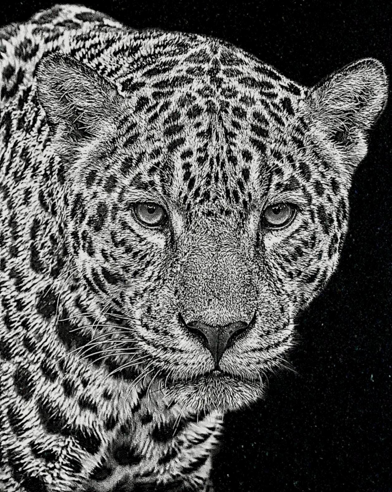 Big Cats Portrait PNG Bundle – Tigers, Cheetah, Puma & Jaguar | 16 Files in 3 ZIPs