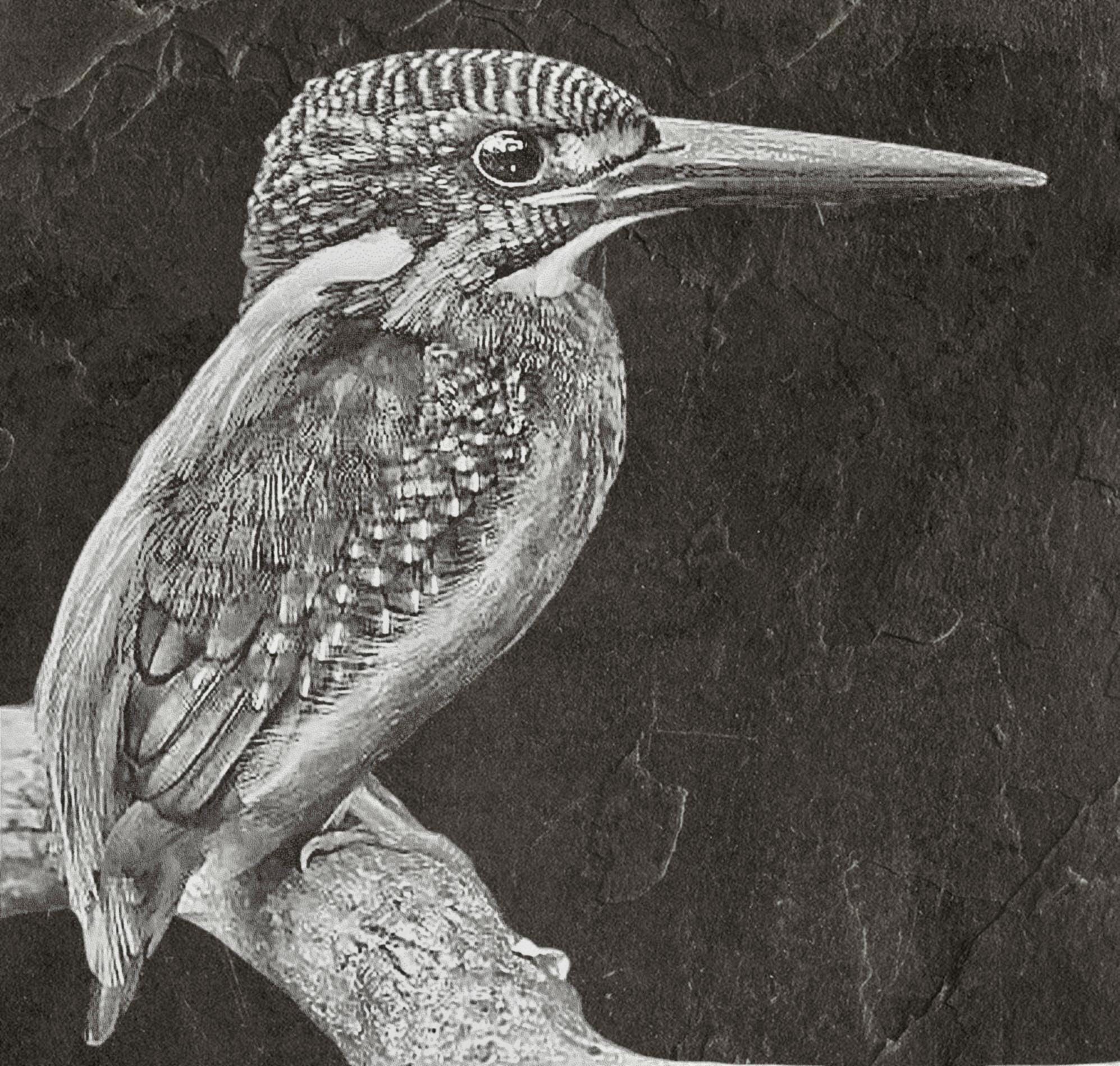 Kingfisher PNG Bundle | Kingfisher in Flight, Perched & Fish Catch | 12 PNG Files – 2 ZIP digital Downloads