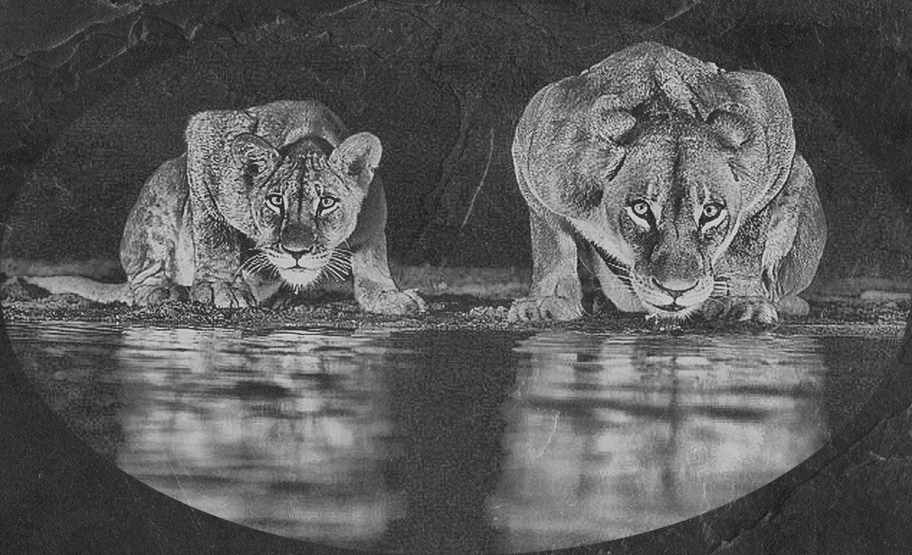 Lion at Waterhole PNG Bundle – 10 African Wildlife Images | Digital Download in 2  ZIP