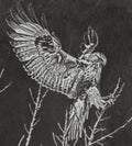 Common Buzzard brooch in sterling silver matte finish by MokshaGoldSculptures.
