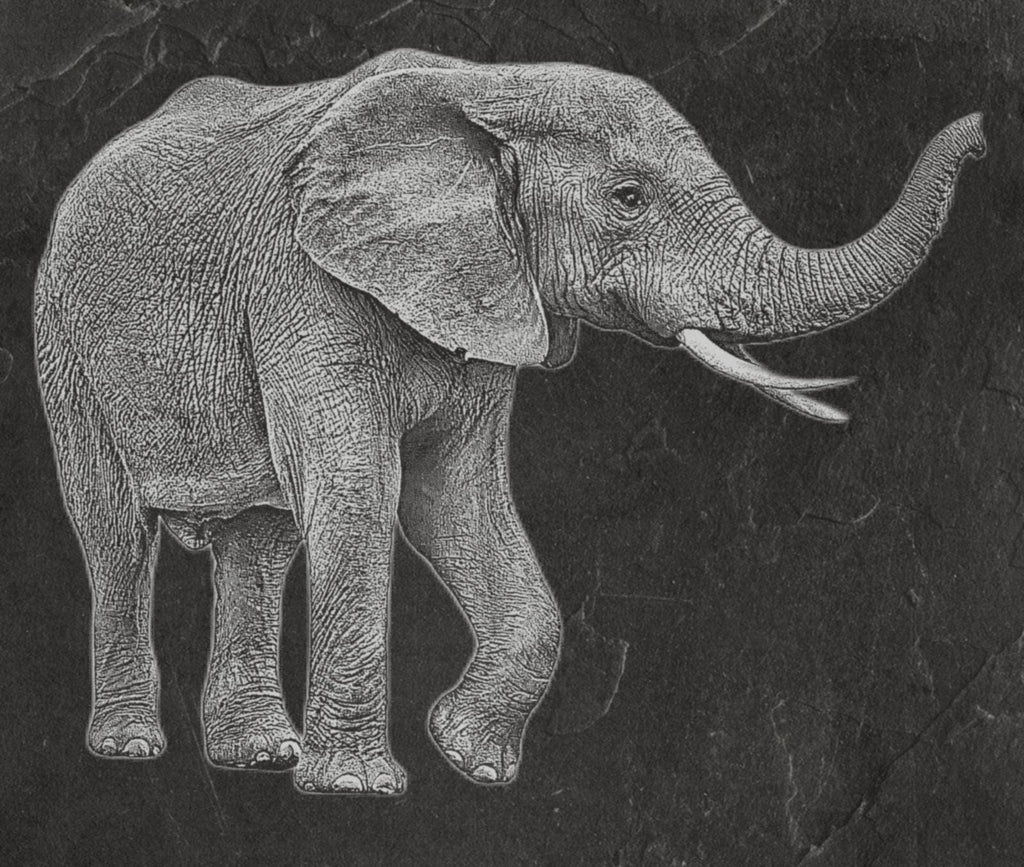 Elephant in Savannah PNG Bundle | African Elephant Wildlife Art | 14 PNG Files – 2 ZIP Downloads