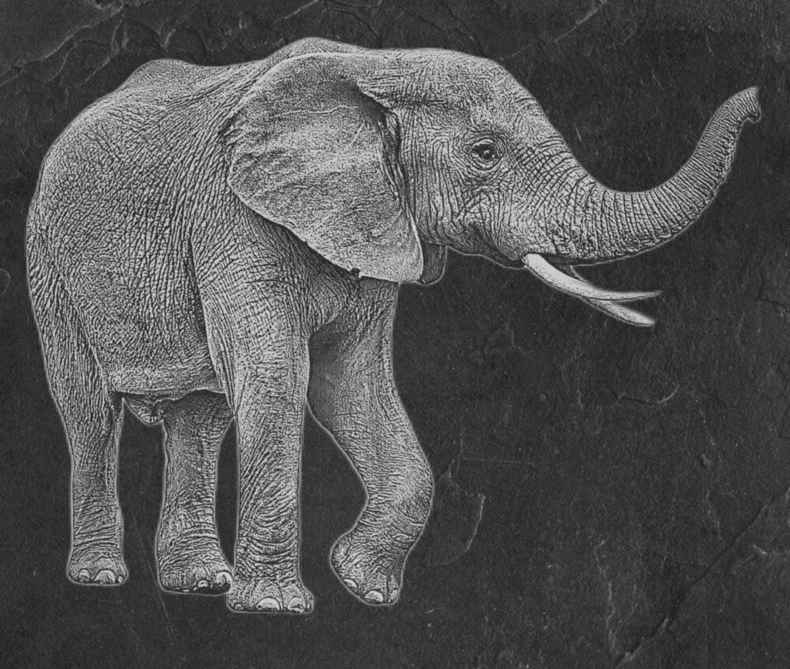 Elephant in Savannah PNG Bundle | African Elephant Wildlife Art | 14 PNG Files – 2 ZIP Downloads