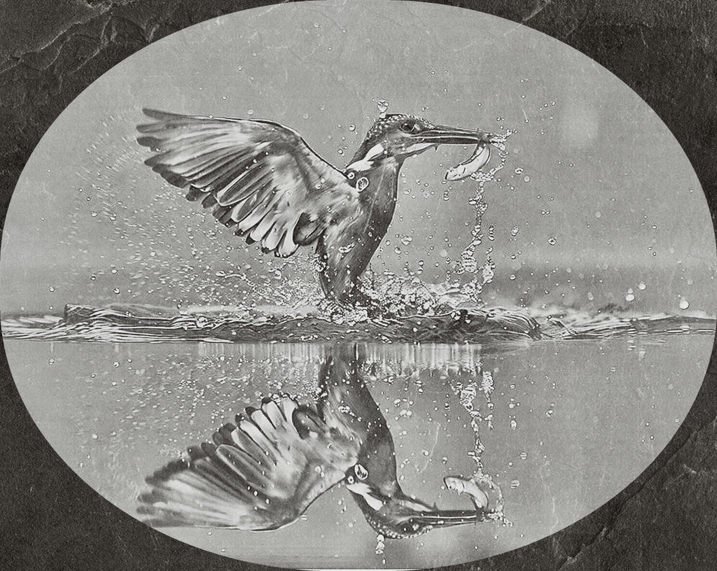 Kingfisher PNG Bundle | Kingfisher in Flight, Perched & Fish Catch | 12 PNG Files – 2 ZIP digital Downloads