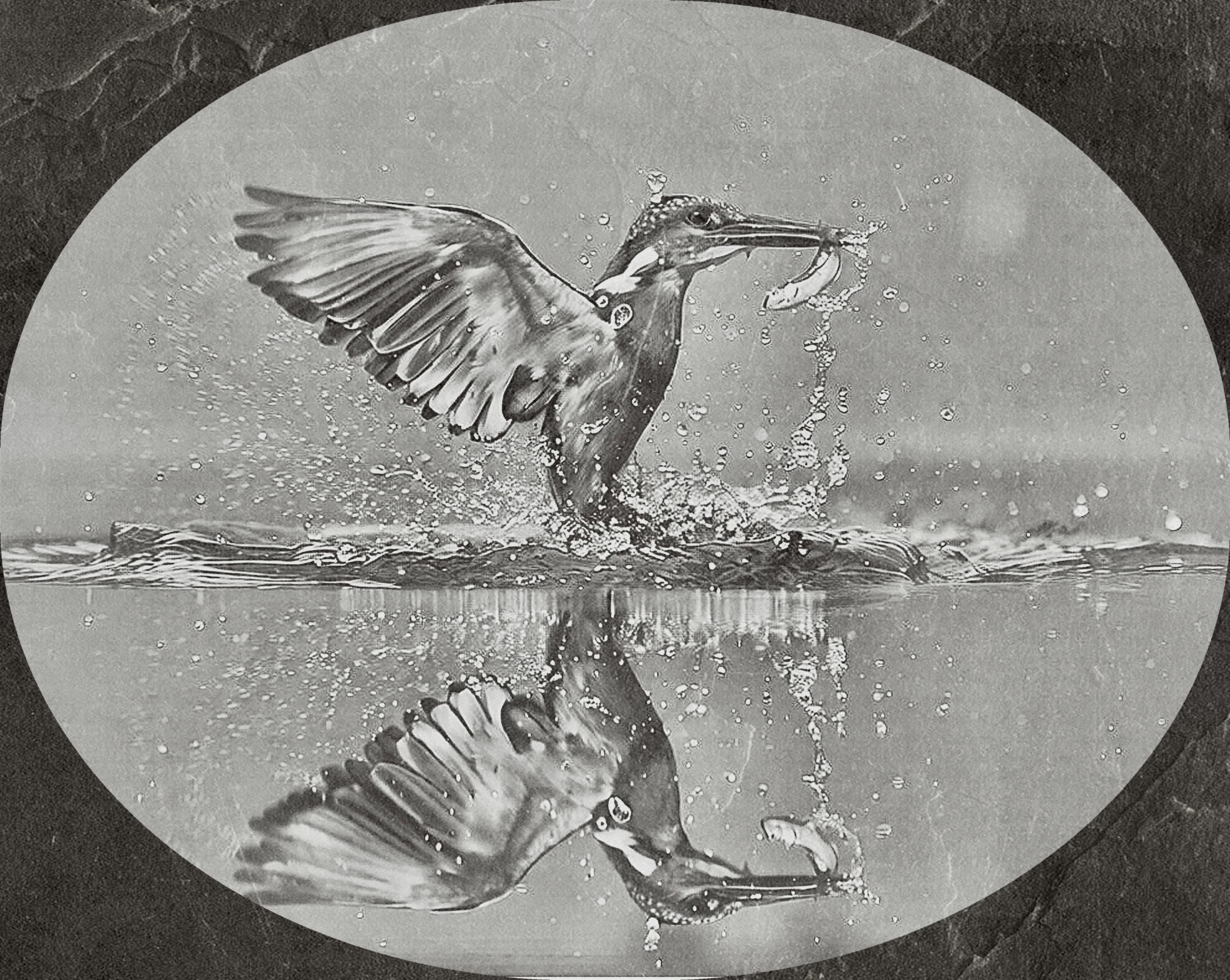 Kingfisher PNG Bundle | Kingfisher in Flight, Perched & Fish Catch | 12 PNG Files – 2 ZIP digital Downloads