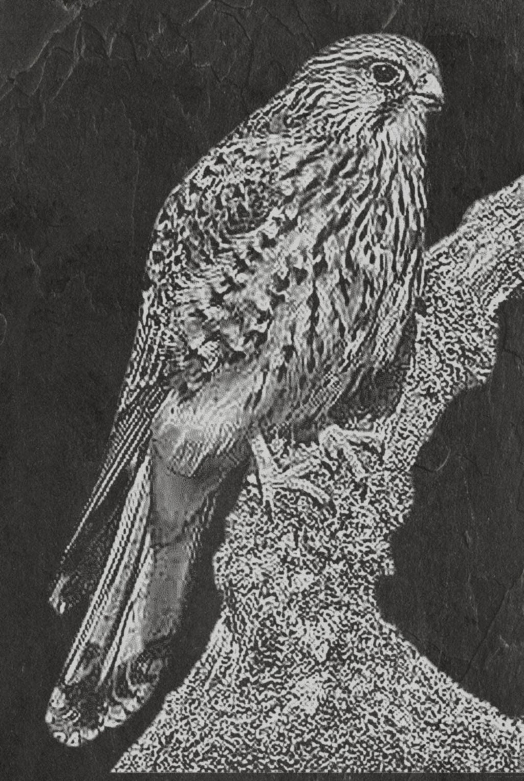 Common Kestrel digital zip download PNG Bundle – Falco tinnunculus in Flight & Perch | 10 png Files one ZIP