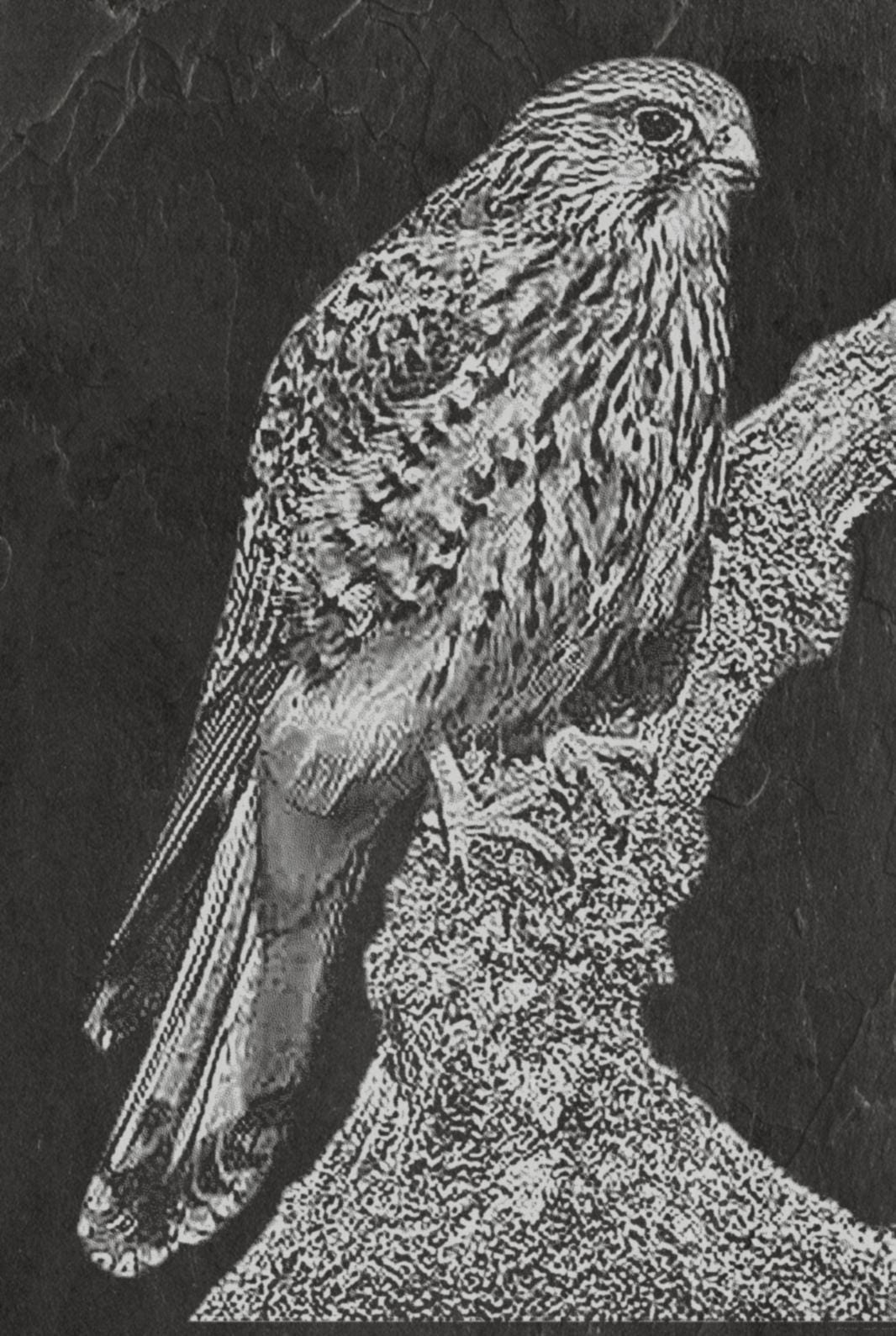 Common Kestrel digital zip download PNG Bundle – Falco tinnunculus in Flight & Perch | 10 png Files one ZIP