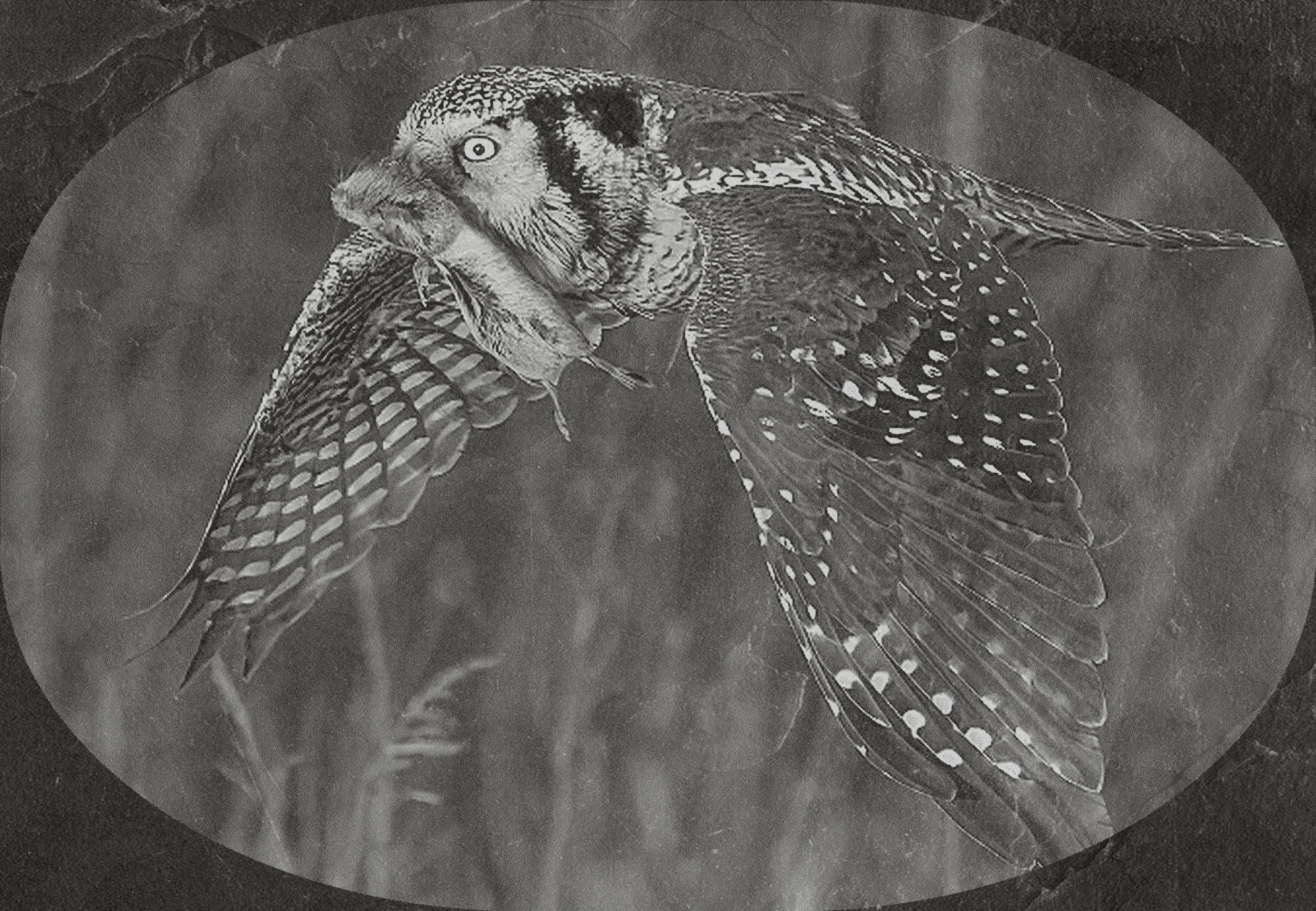Hawk Owl PNG Set Flying & Perched Owl | 5 Wildlife Bird Digital Downloadsor download. Wildlife Images for Slate, Cork Birch Wood
