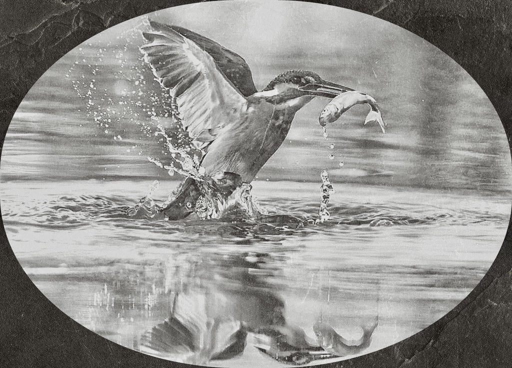 Kingfisher PNG Bundle | Kingfisher in Flight, Perched & Fish Catch | 12 PNG Files – 2 ZIP digital Downloads