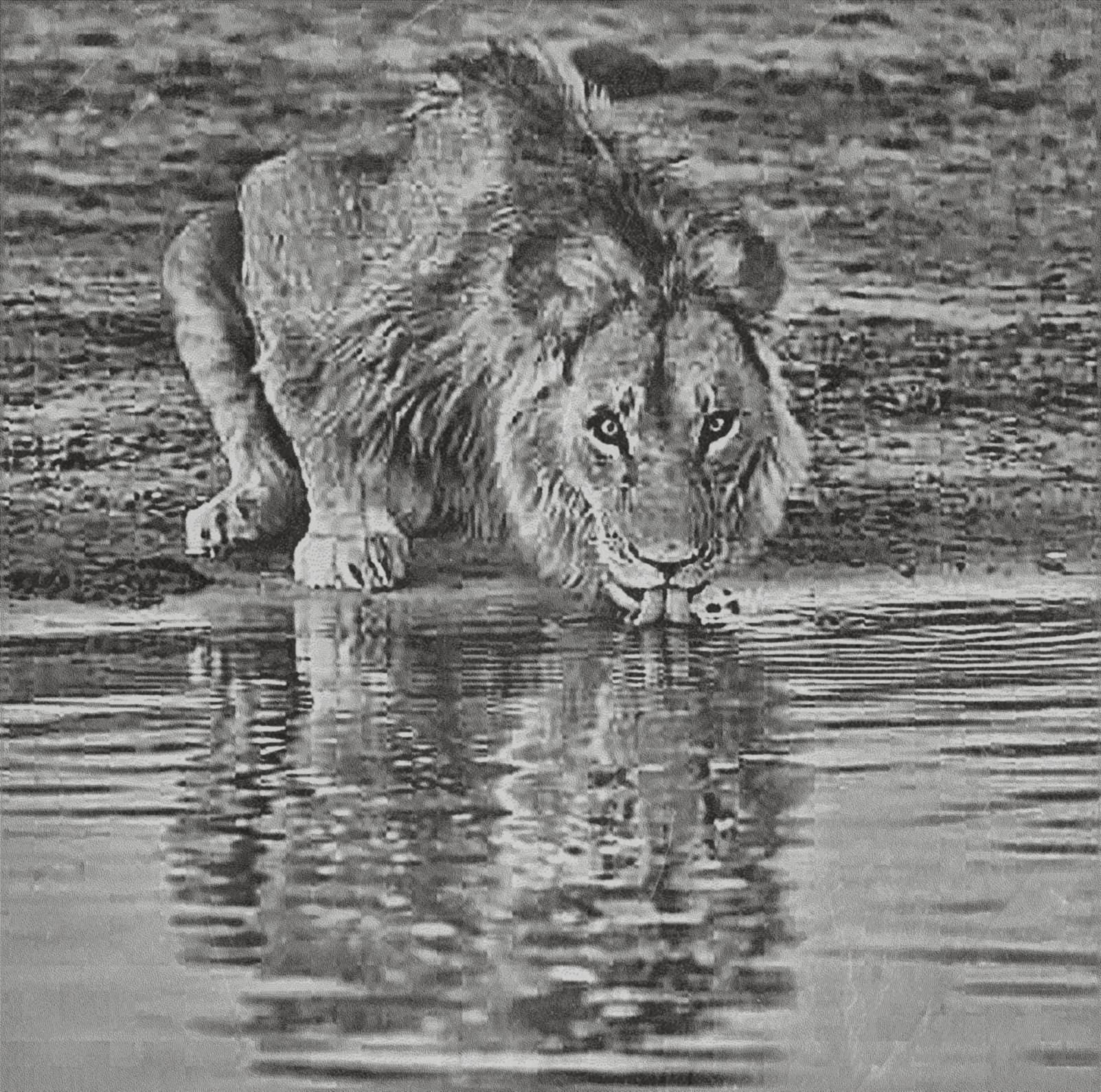 Lion at Waterhole PNG Bundle – 10 African Wildlife Images | Digital Download in 2  ZIP