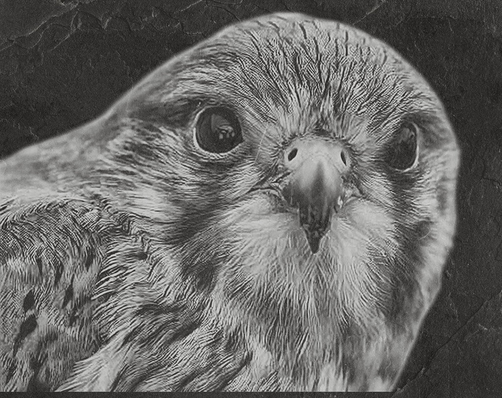 Common Kestrel digital zip download PNG Bundle – Falco tinnunculus in Flight & Perch | 10 png Files one ZIP