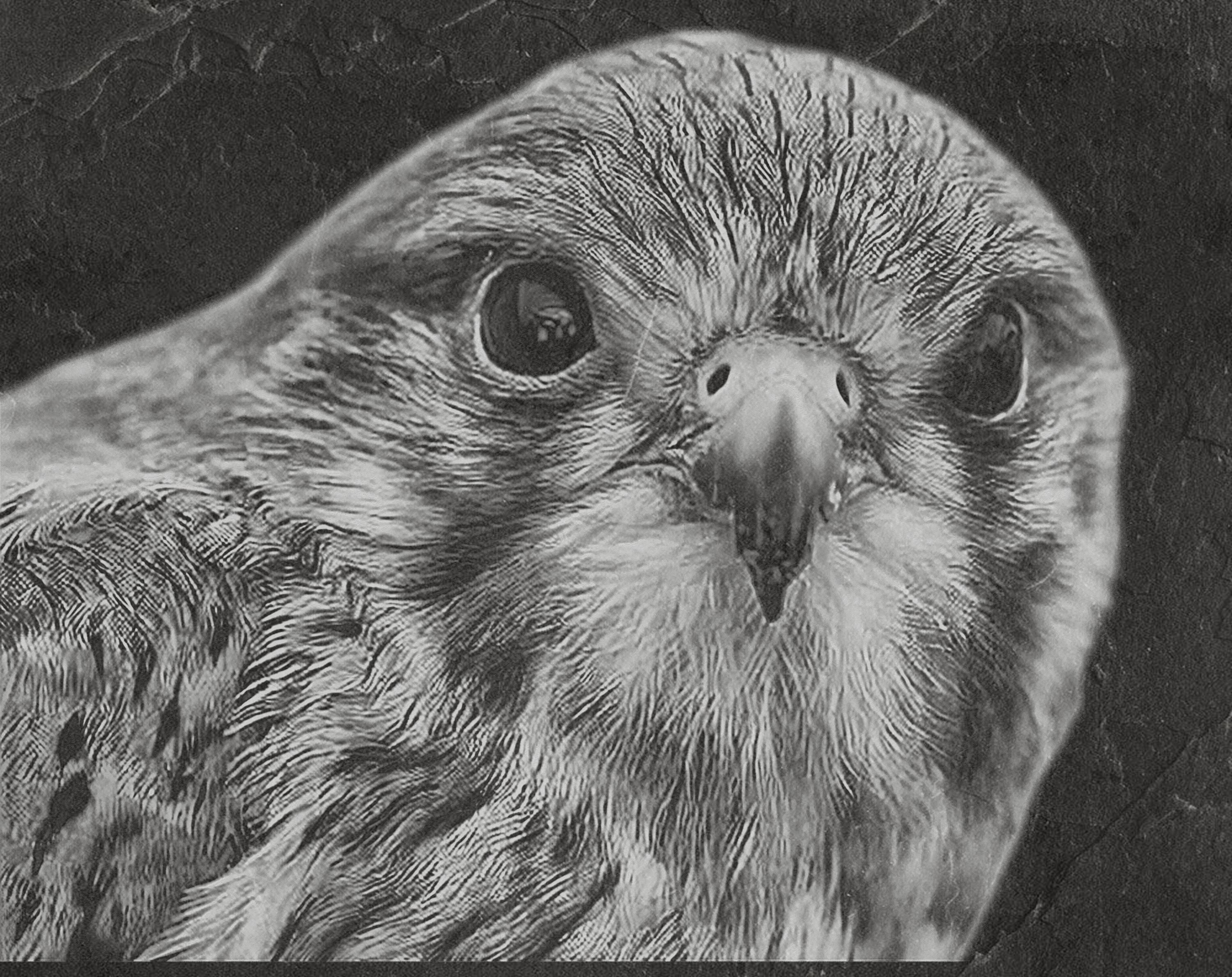 Common Kestrel digital zip download PNG Bundle – Falco tinnunculus in Flight & Perch | 10 png Files one ZIP