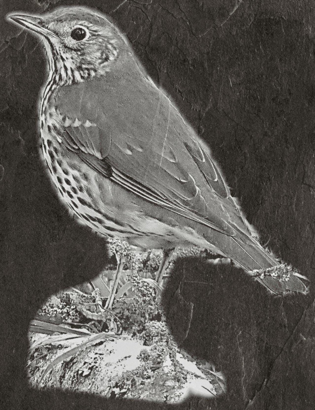 8 PNG files Mistle Thrush Bird PNG Bundle – Nesting, Flying & Woodland Poses | 8 Wildlife Clipart Downloads