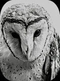 Barn Owl Tyto alba PNG Bundle – 15 png digital files for download. Wildlife Images for Slate, Cork & Birch Wood Engraving