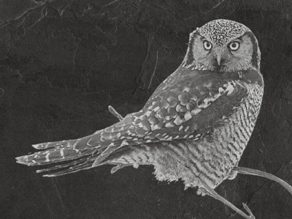 Hawk Owl PNG Set Flying & Perched Owl | 5 Wildlife Bird Digital Downloadsor download. Wildlife Images for Slate, Cork Birch Wood