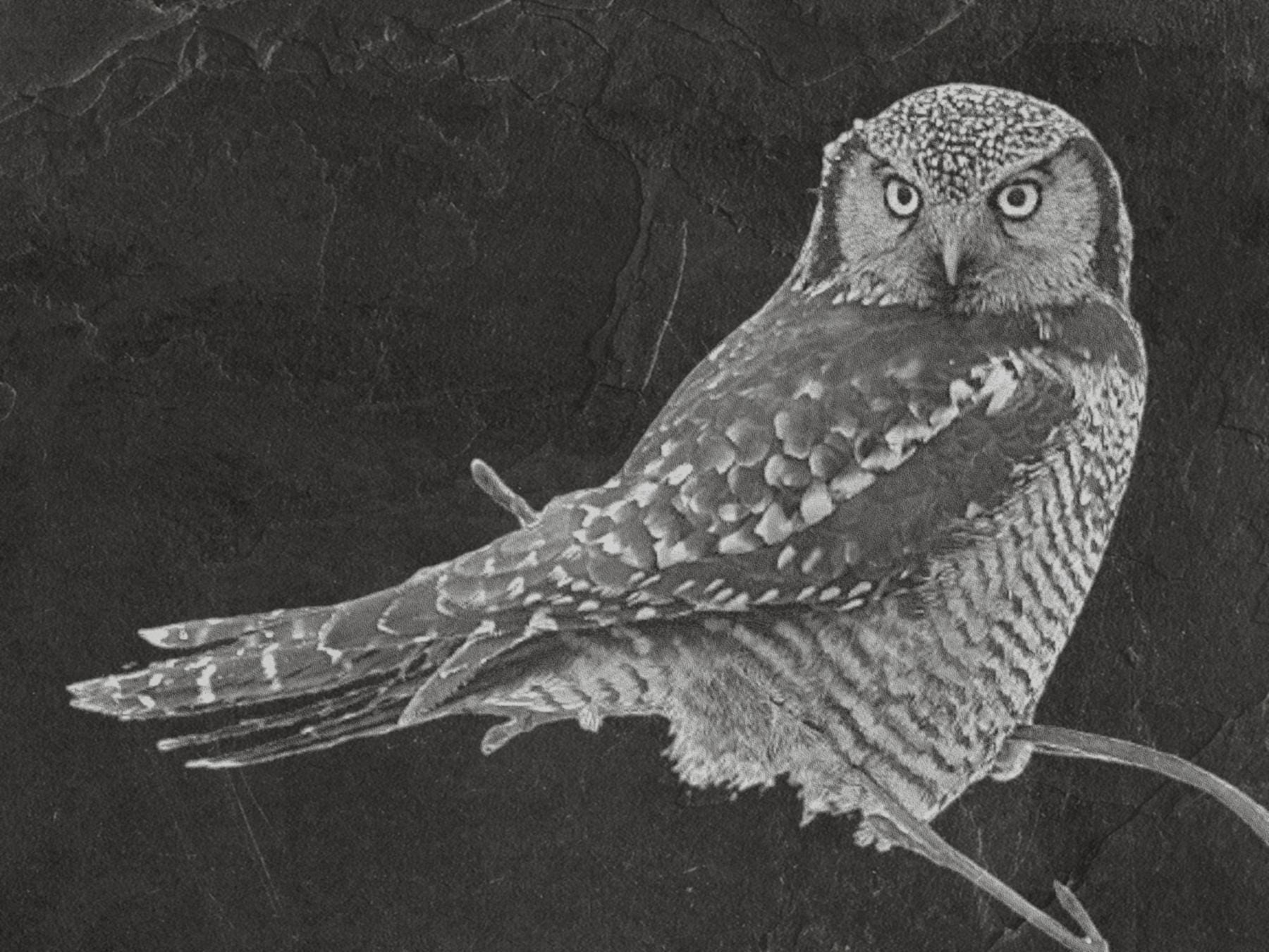 Hawk Owl PNG Set Flying & Perched Owl | 5 Wildlife Bird Digital Downloadsor download. Wildlife Images for Slate, Cork Birch Wood