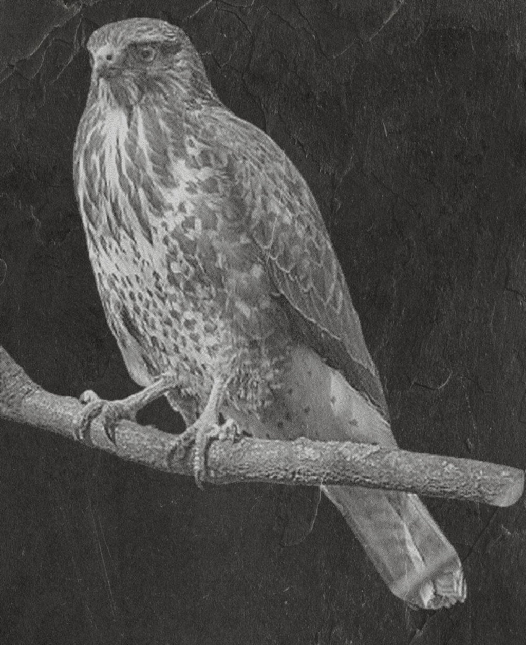 The Common Buzzard sterling silver pendant, detailed engraving by MokshaGoldSculptures.