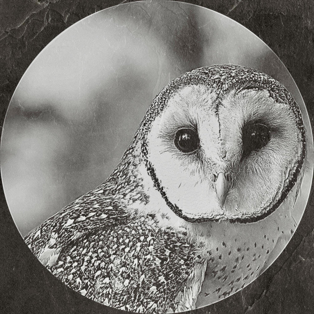 Barn Owl Tyto alba PNG Bundle – 15 png digital files for download. Wildlife Images for Slate, Cork & Birch Wood Engraving