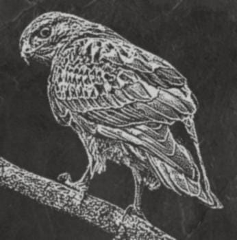 The Common Buzzard PNG Bundle by MokshaGoldSculptures, elegant Buteo buteo designs for laser-cut jewellery or pendants.