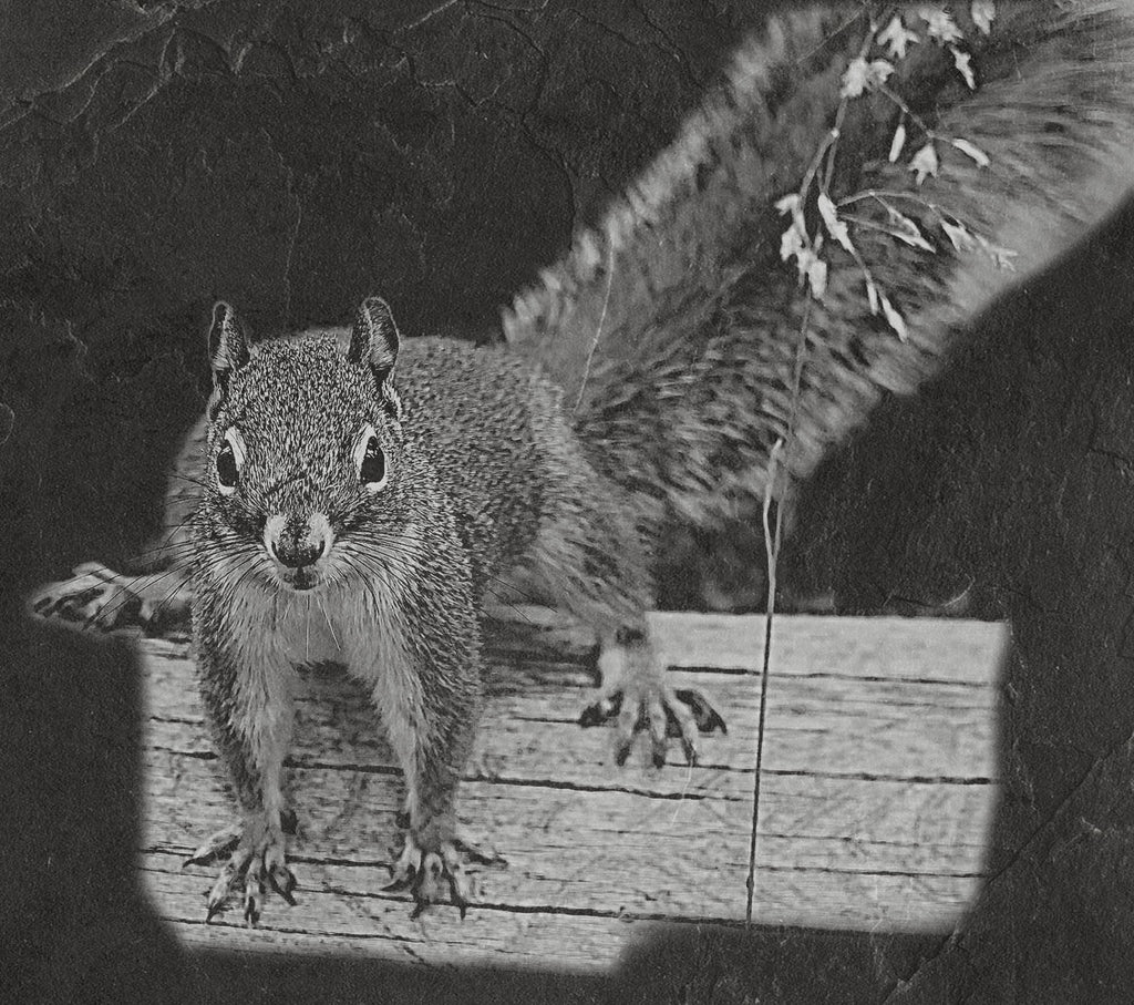 Red Squirrel PNG Set | Laser Engraving Files | 8 Wildlife Designs | Slate Engraving PNG | Digital Download