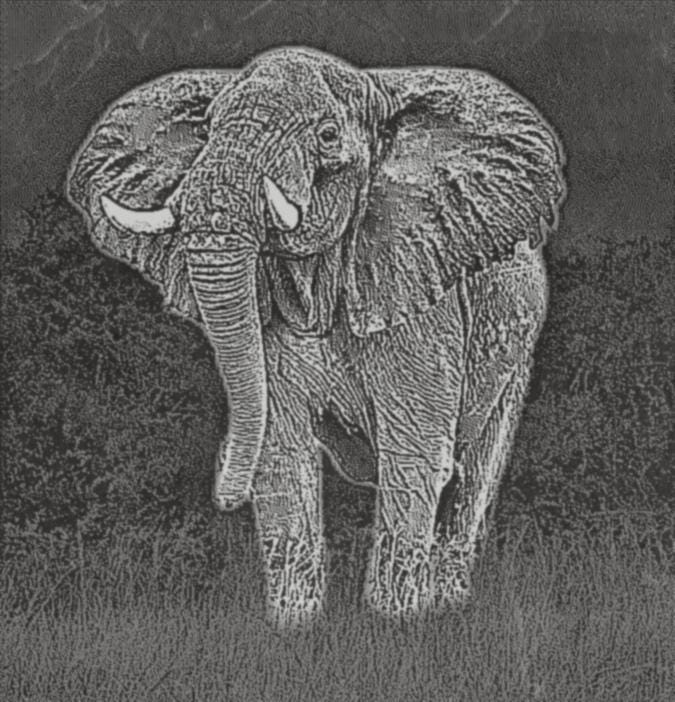 Elephant in Savannah PNG Bundle | African Elephant Wildlife Art | 14 PNG Files – 2 ZIP Downloads