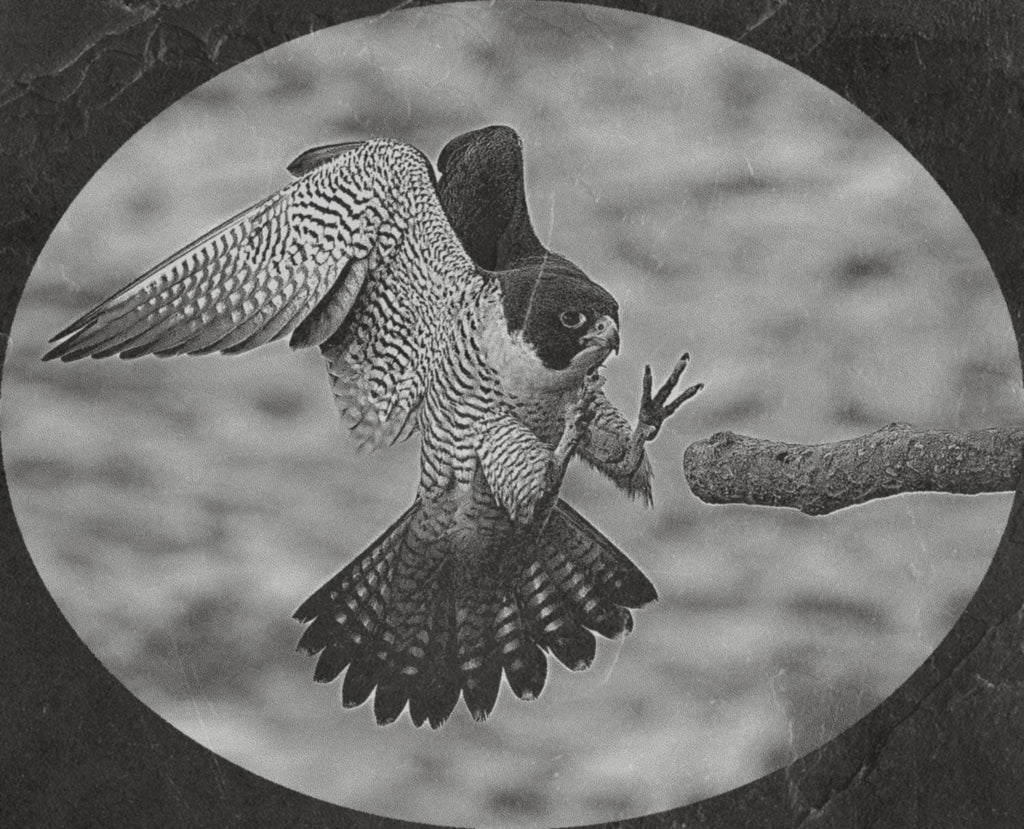 Peregrine Falcon PNG Bundle – Perched, Flying & Nesting with Chicks | 10 Files in 2 ZIPs