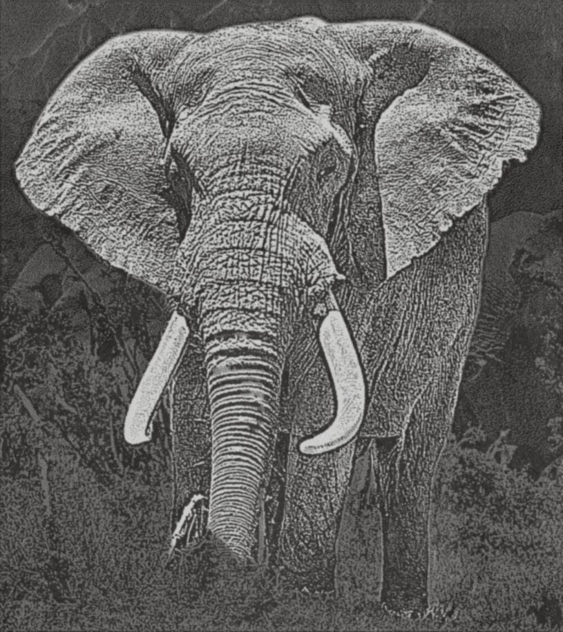 Elephant in Savannah PNG Bundle | African Elephant Wildlife Art | 14 PNG Files – 2 ZIP Downloads