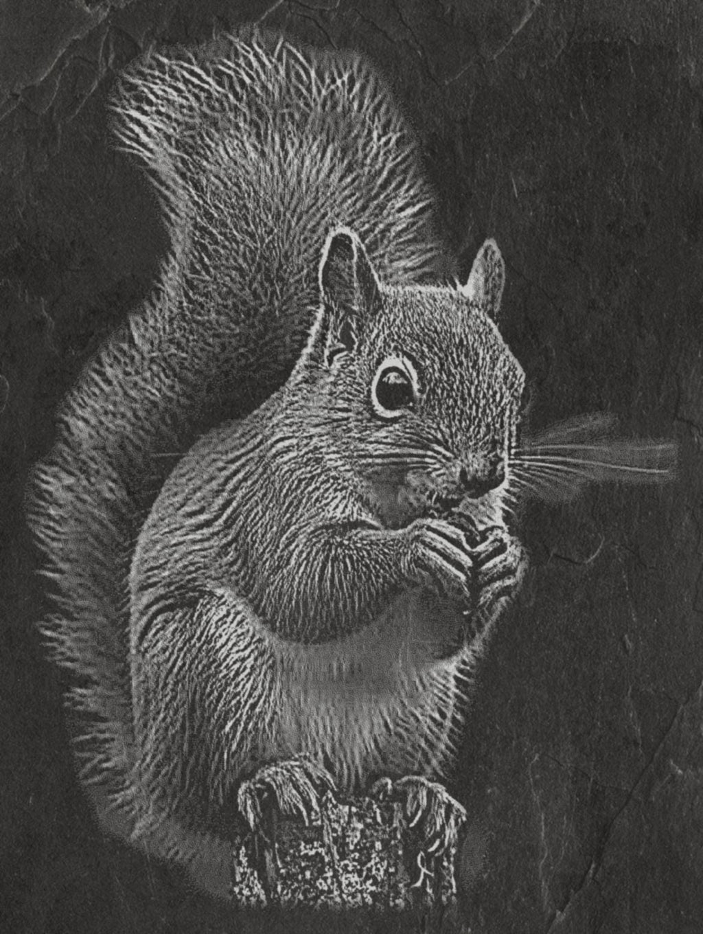 Red Squirrel PNG Set | Laser Engraving Files | 8 Wildlife Designs | Slate Engraving PNG | Digital Download