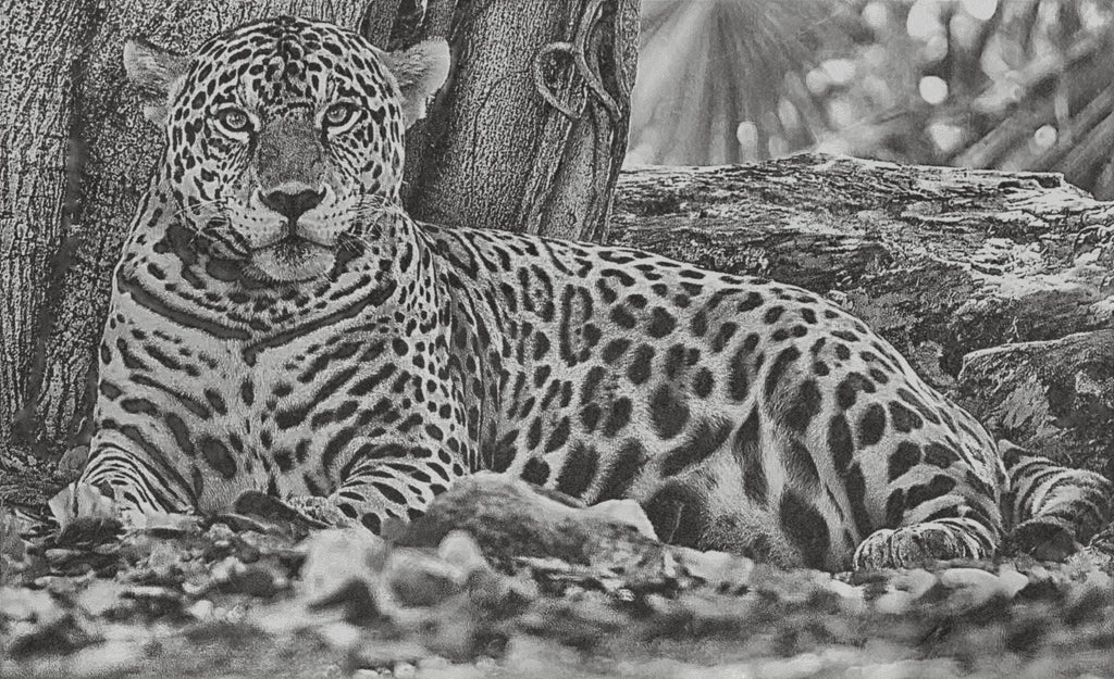 Jaguar PNG Bundle for laser engraving – 6 Wildlife Images | Big Cat Digital Download ZIP