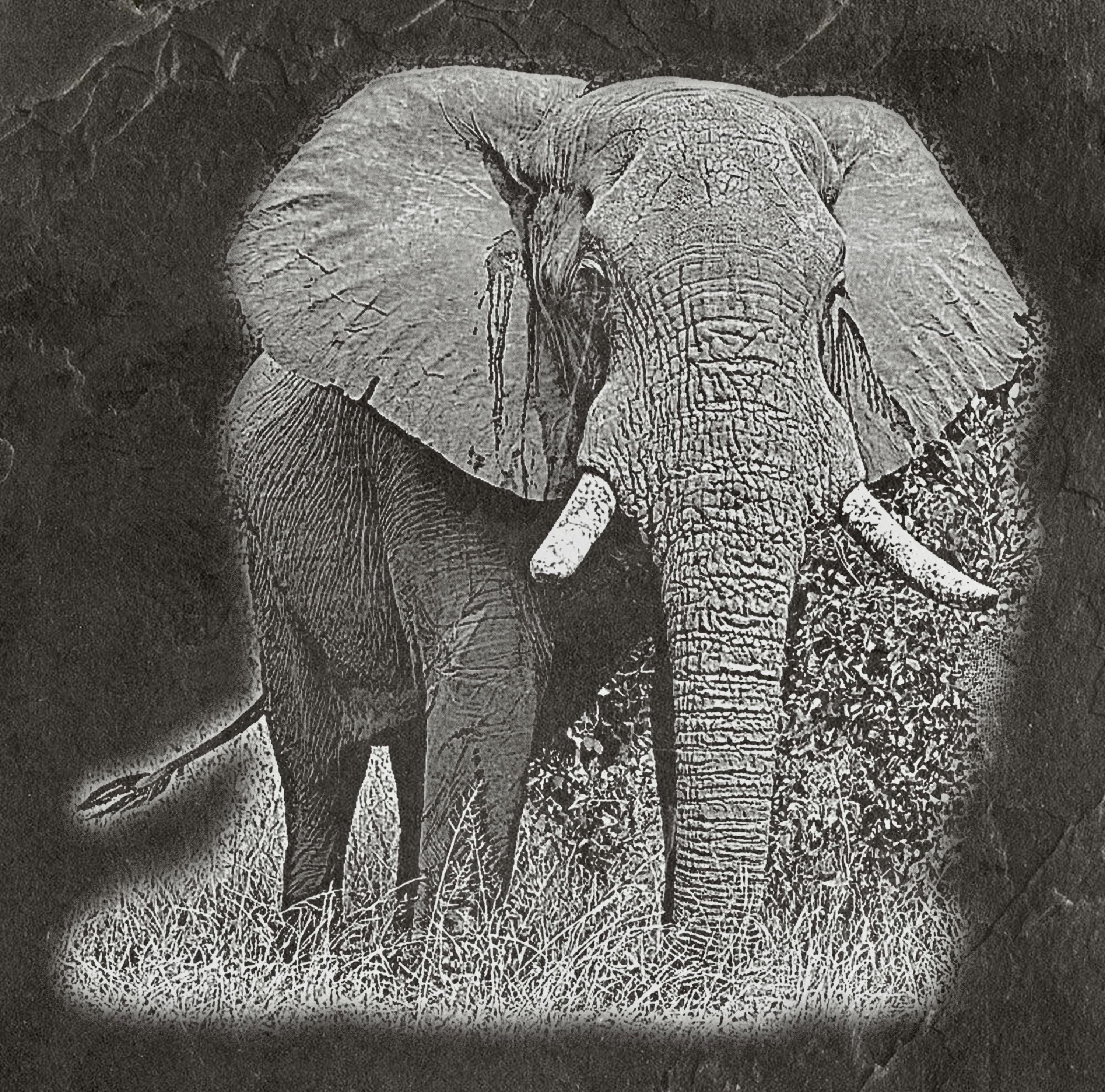 Elephant in Savannah 8  PNG files | Laser Engraving File | Wildlife Digital Download | Slate Engraving Design