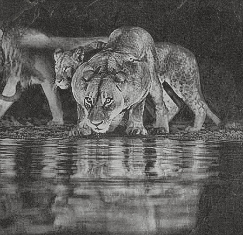Lion at Waterhole PNG Bundle – 10 African Wildlife Images | Digital Download in 2  ZIP