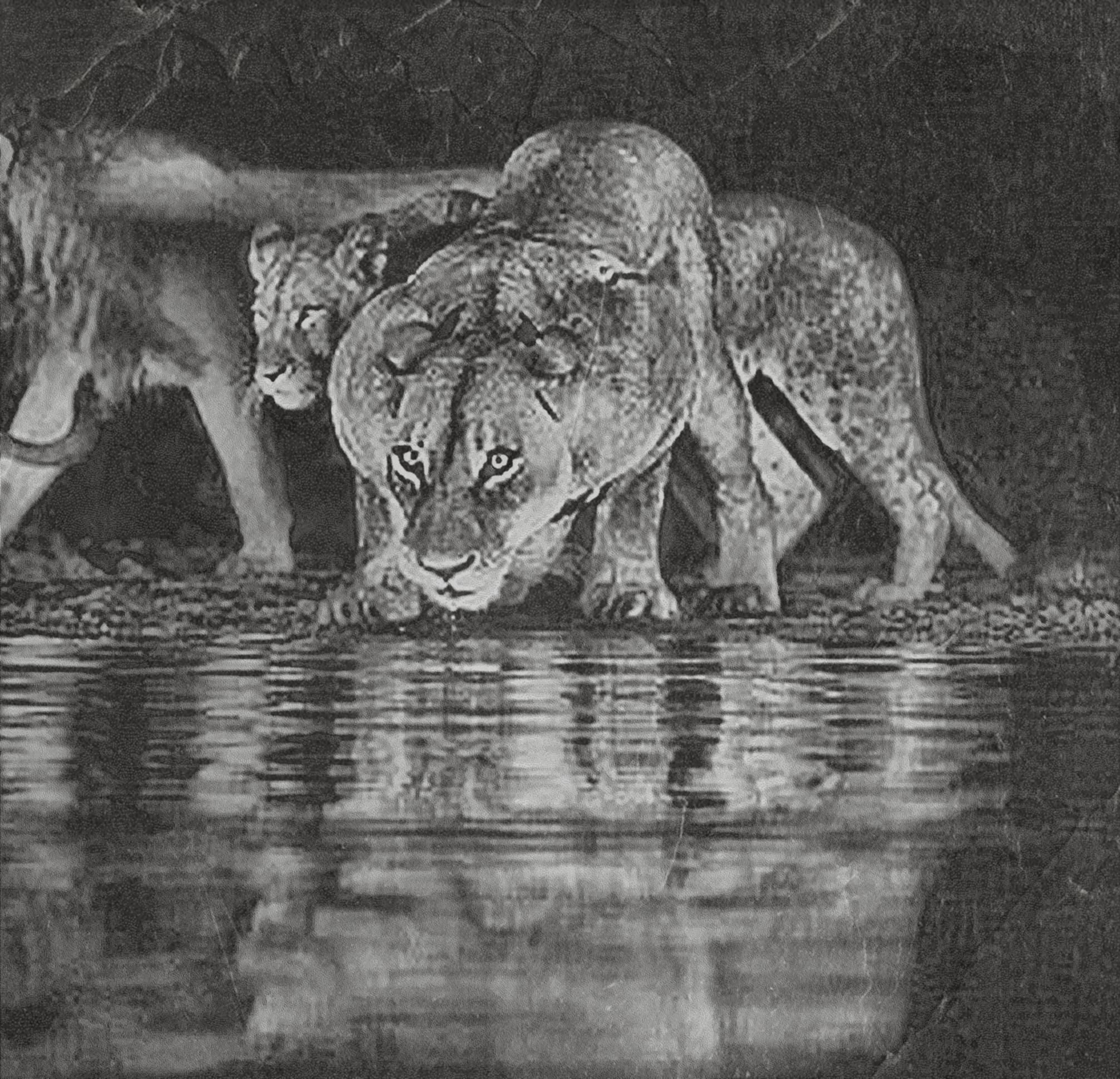 Lion at Waterhole PNG Bundle – 10 African Wildlife Images | Digital Download in 2  ZIP
