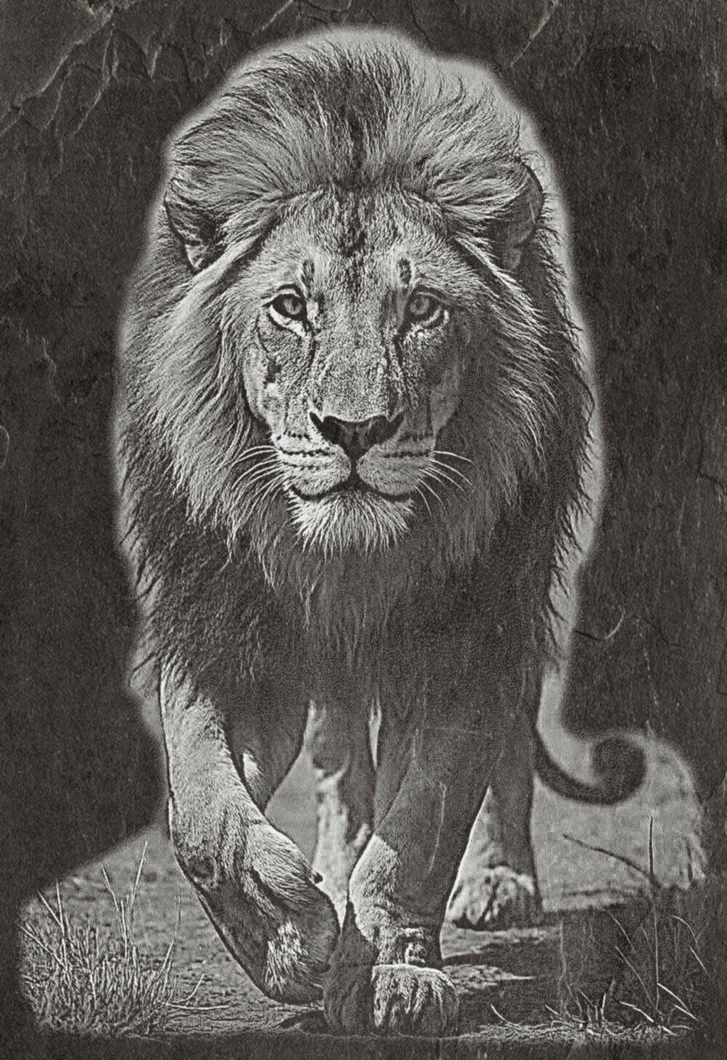 Lion Family PNG Set – 5 Images | Lion, Lioness & Cubs | Wildlife Laser Engraving | Digital Download