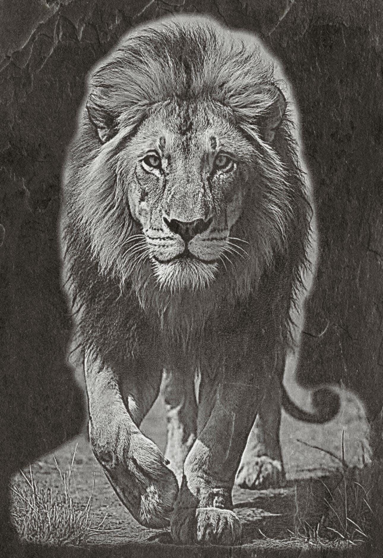 Lion Family PNG Set – 5 Images | Lion, Lioness & Cubs | Wildlife Laser Engraving | Digital Download