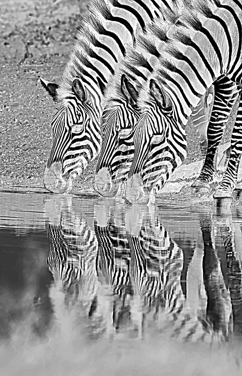 Zebra PNG Laser Engraving | Digital Download