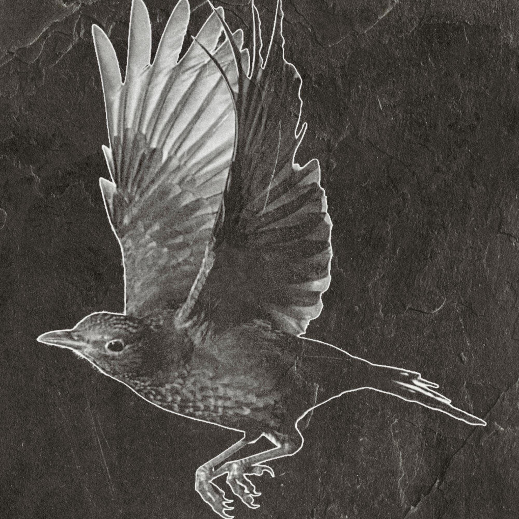 8 PNG files Mistle Thrush Bird PNG Bundle – Nesting, Flying & Woodland Poses | 8 Wildlife Clipart Downloads