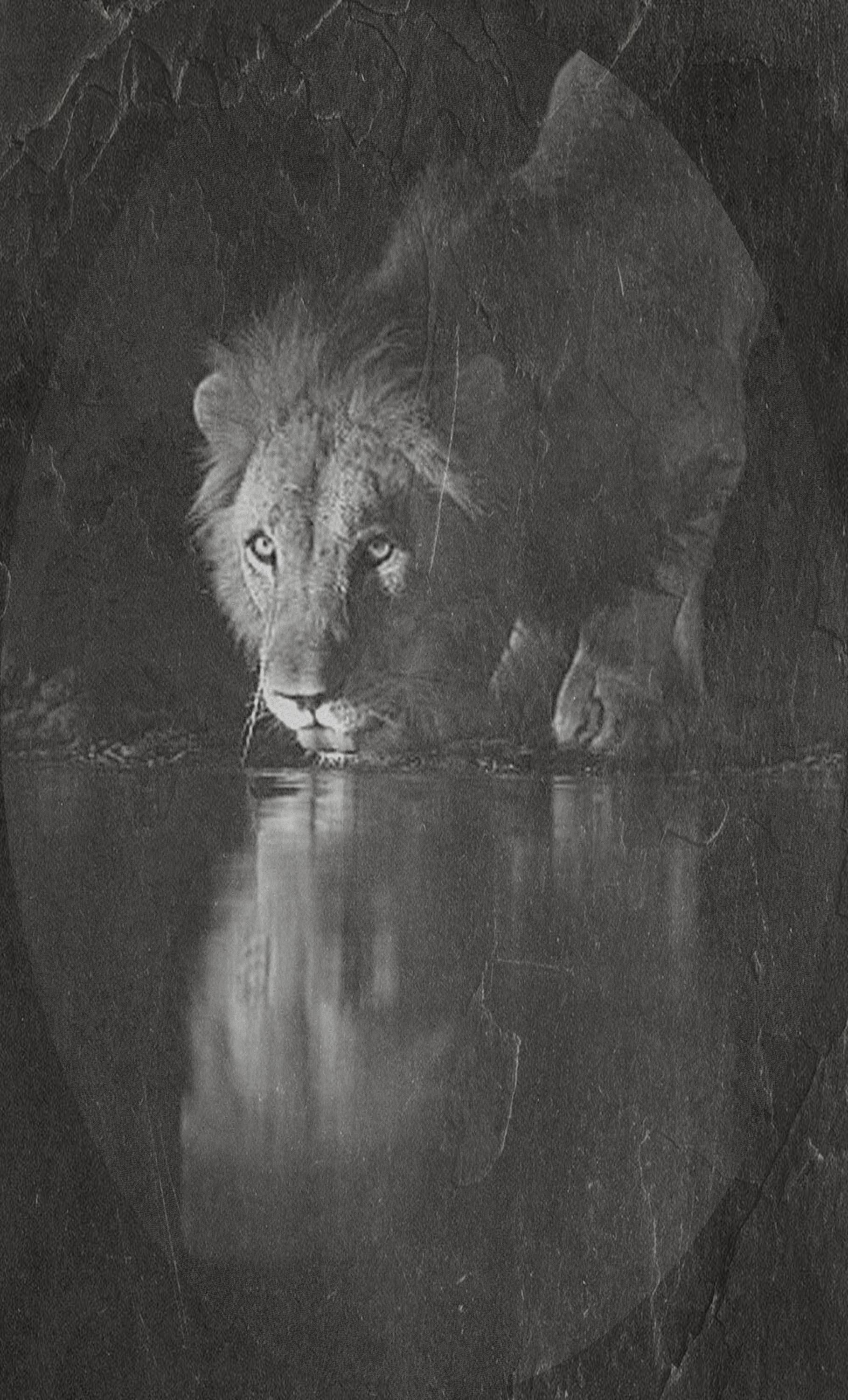 Lion at Waterhole PNG Bundle – 10 African Wildlife Images | Digital Download in 2  ZIP